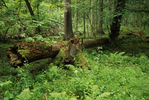 Rezerwat ścisły w Białowieskim Parku Narodowym, 
fot. Jacek Karczmarz  {{Cc-by-sa-3.0}}